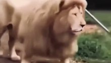 Lion funny video