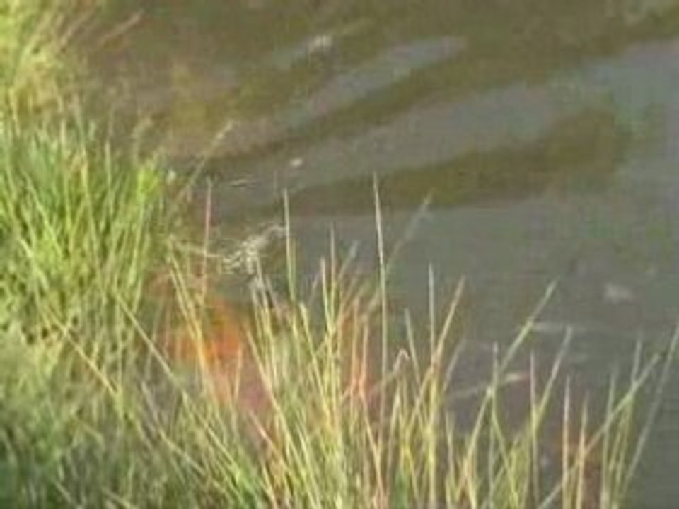 Reproduction des carpes Kois 2007