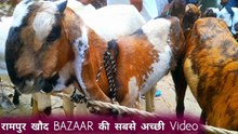 Rampur Khad Bajar | sasta bakra 2023 | bilaspur bakra mandi up