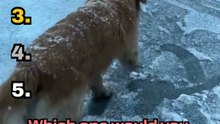 Ranking Funny Dogs on Ice