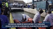 Un rorcual común de nueve metros y 6,5 toneladas aparece sin vida en la bocana del Club Náutico de Valencia