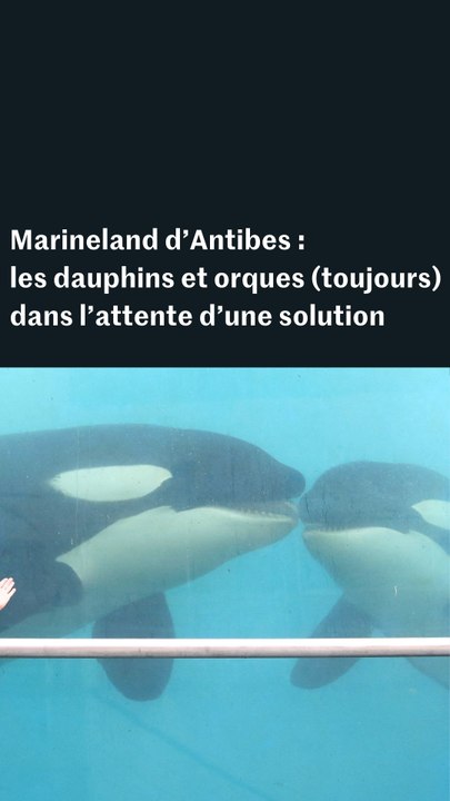 Marineland d’Antibes : les dauphins et les orques en captivité toujours dans l’attente d’une solution