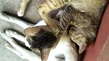 Two Adorable Cats Pampering Each Other