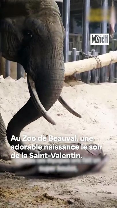 Vidéo : Une naissance rarissime au ZooParc de Beauval