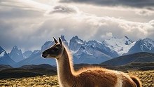 Guanaco