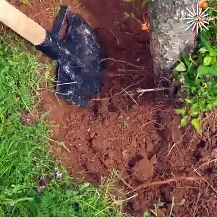This is how you properly remove a tree!