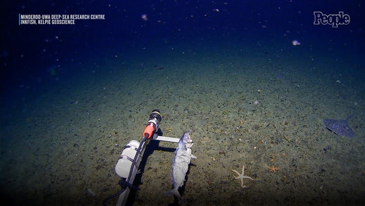 Deep Sea Creature Shocks Scientists by Appearing in Antarctic Waters for the First Time