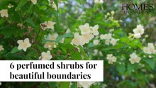 Shrubs For Scented Beautiful Boundaries