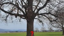 Wir lernen jeden Tag ein neues Wort auf Deutsch: Heute ist es "der Baum"