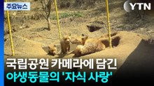국립공원 카메라에 담긴 야생동물의 '자식 사랑' / YTN