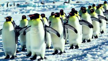 How Penguins Survive Extreme Cold Egg Care, Huddling, and Survival Tricks | Part 2