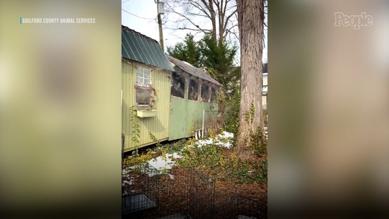 Rescuers Save Nearly 600 Neglected Pigeons From Abandoned North Carolina Shed