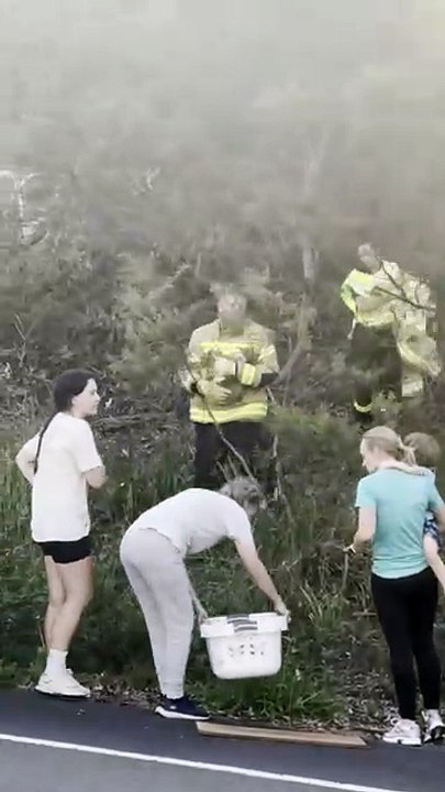 Koala rescue