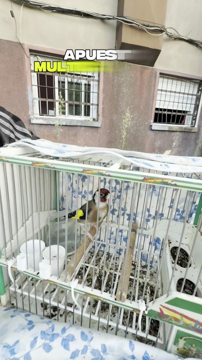 APUESTA MULTICULTURAL 🤣‼️ #humor #humorviral #comunidadgitana #gitanos #moros  #apuestas  #españa  #EnElMundo