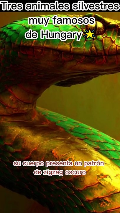 Los 3 Más Valiosos de Hungría.