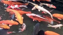 Mixed Fish Species Swimming Together in a Single Pond