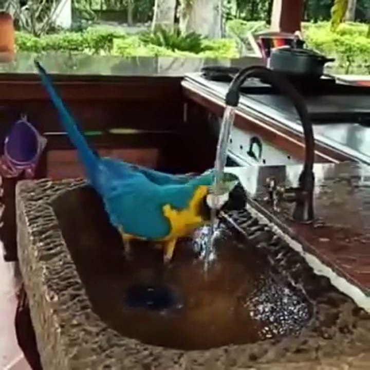 Try Not To Laugh 😂🤣