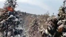Drone recorded a man sprinting through the trees, trying to outrun a bear