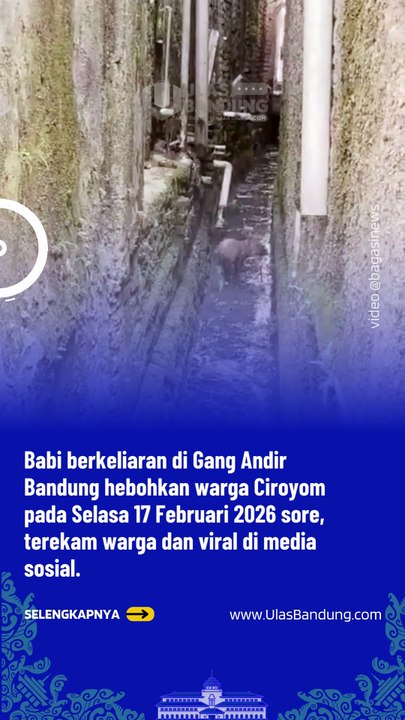 Heboh! Babi Berkeliaran di Gang Andir Bandung, Terekam Warga dan Viral di Media Sosial