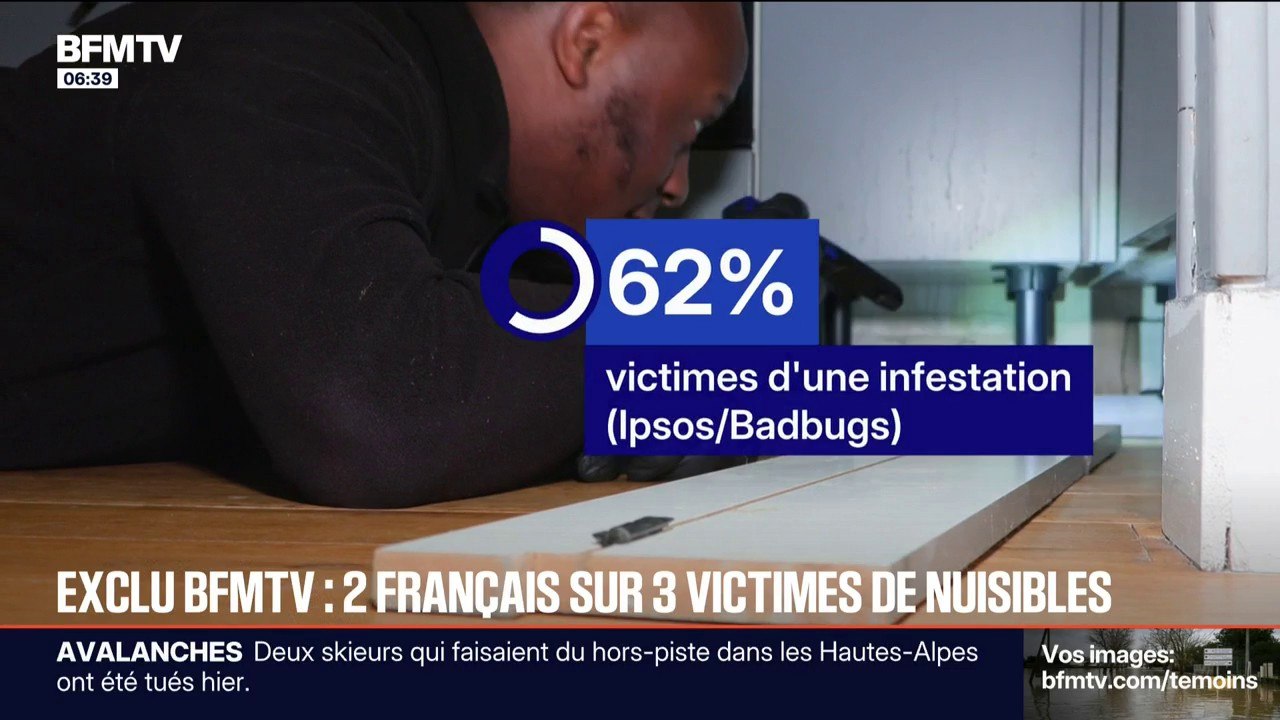 Punaises de lits, guêpes, rongeurs... 62% des Français ont subi une infestation ces cinq dernières années