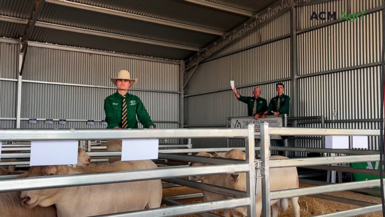 Beyond Blue charity ram sells at Molong