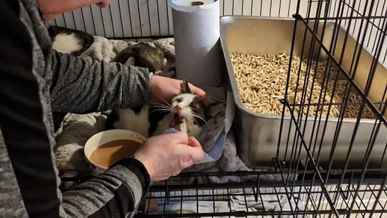 kitten rescued from a pile of garbage