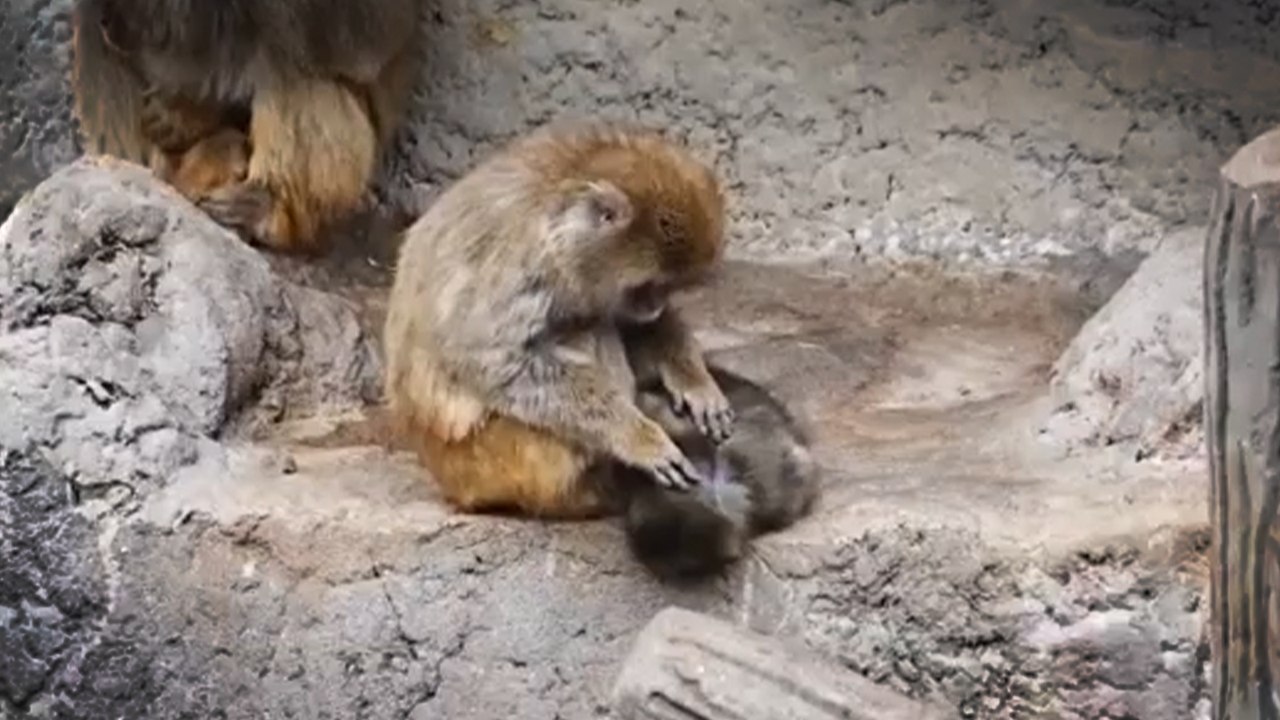 O artık yalnız değil: Sürüsünün terk ettiği yavru maymun Punch'a başka bir maymun kucak açtı