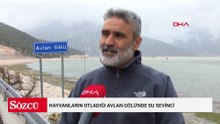 Hayvanların otladığı Avlan Gölü'nde su sevinci