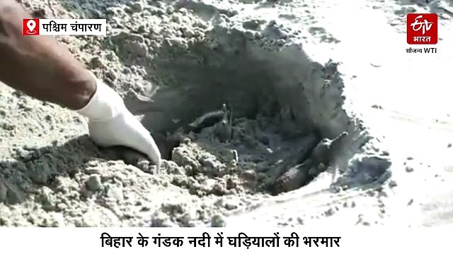 Explainer: बिहार की इस नदी में घड़ियाल ही घड़ियाल, दुनिया में 6वां और देश में दूसरा स्थान