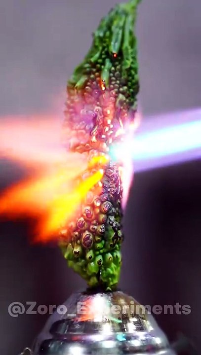 Can a Lighter😯🔥REALLY DESTROY Bitter Gourd 🥒 in Just Minutes😯? #viralshorts #experiment #satisfying