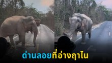 ช้างป่าอ่างฤาในดักรถ พี่ใหญ่ก็ใจดีให้หยิบได้