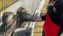 Otter Feeding 2023 12 27 11 07 42