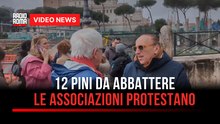Fori Imperiali, 12 pini da abbattere i cittadini non ci stanno