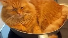 Cat in Frypan #cat #kingdomofawais