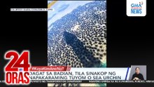 Dagat sa Badian, tila sinakop ng napakaraming tuyom o sea urchin | 24 Oras