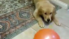 Golden Retriever Puppy Playing Balloon #dog #kingdomofawais