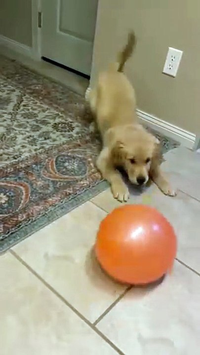 Golden Retriever Puppy Playing Balloon #dog #kingdomofawais