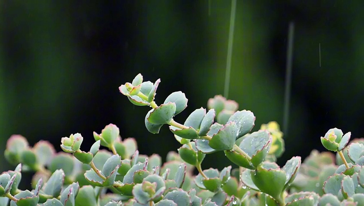 Rain Sounds for Sleep (30 Minutes) | Relaxing Rain Ambience for Studying, Meditation & Stress Relief