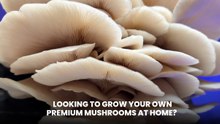 Burma Mushroom Strain Spores Online| Quality Spores| Buy Burma Mushroom Spores