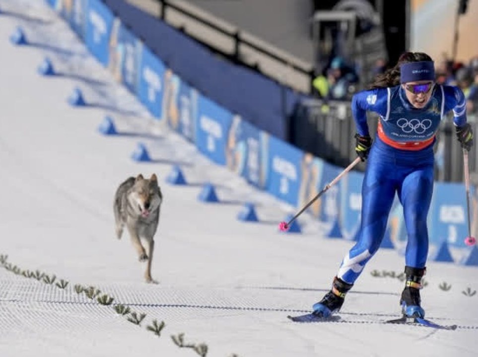 Sportlicher Vierbeiner: Hund mischt Langlaufrennen auf