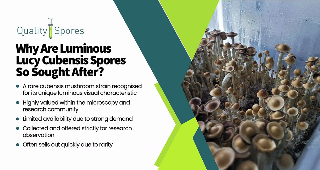 Luminous Lucy Mushrooms | Luminous Lucy Cubensis Spores | Quality Spores