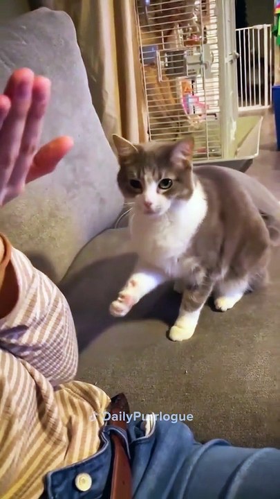 funny cats 4