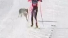 A dog crossed the Olympic finish line.