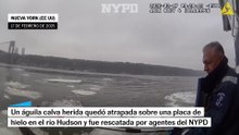 Así ha sido el rescate de un águila calva herida en el río Hudson