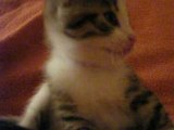 Video chatons 31 mai 2008 (1)