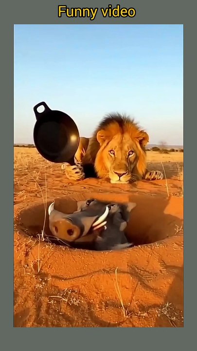 Funny video