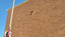 Squirrel avoids the ground and suddenly takes flight by launching off wall