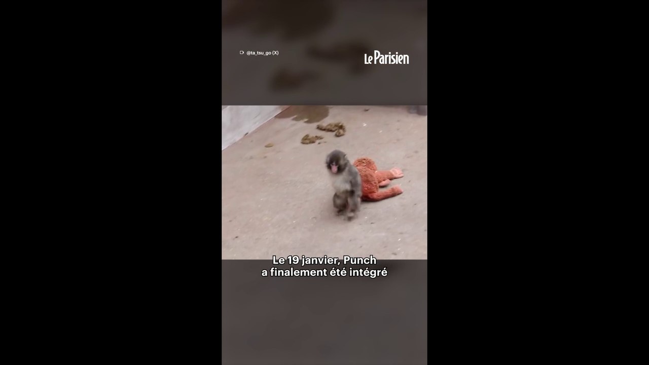 Un bébé singe abandonné trouve du réconfort auprès d'une peluche