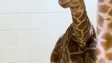 Baby giraffe charms Ohio zoo with full head of hair