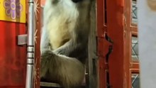 "Truck Wala Bandar - Hilarious Animal Dubbing 2026"